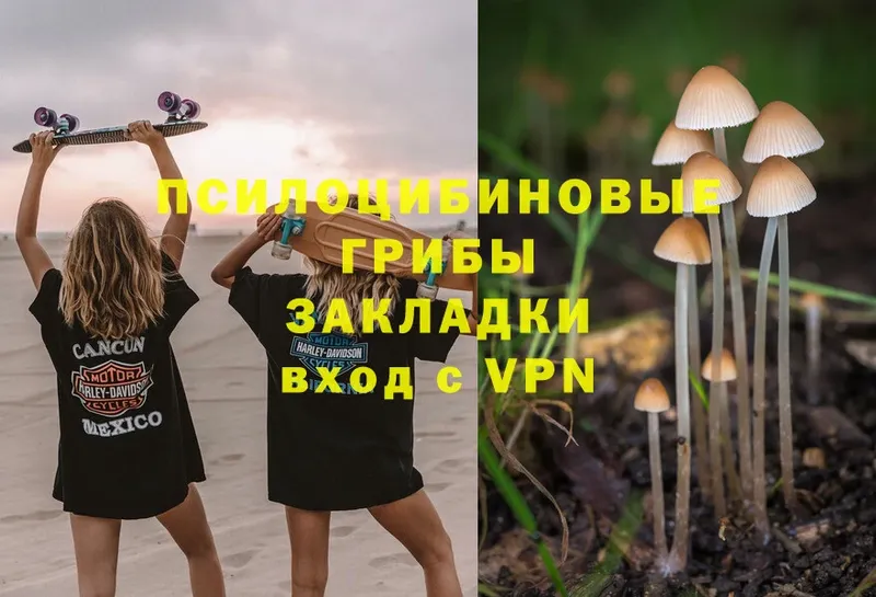 продажа наркотиков  Вологда  Псилоцибиновые грибы Cubensis 